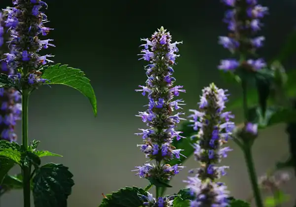 product-1-1 product-1-1