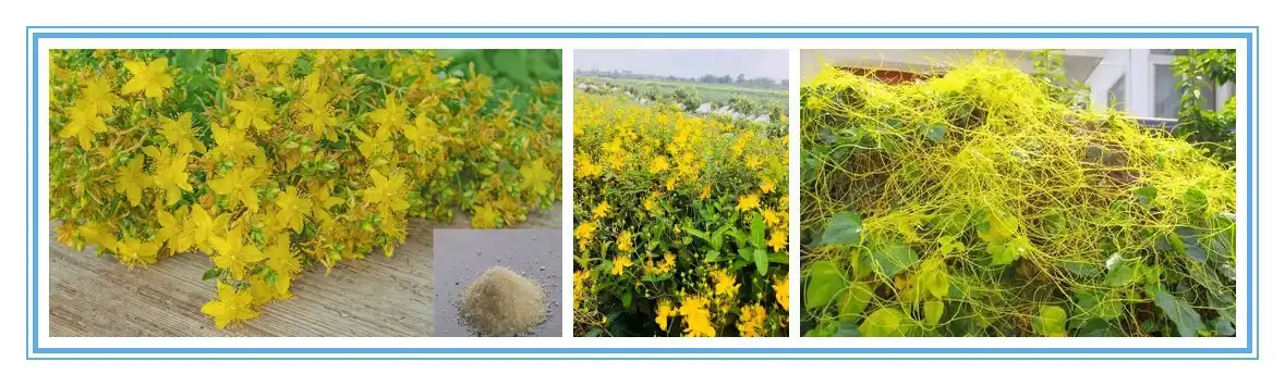 product-1-1 product-1-1