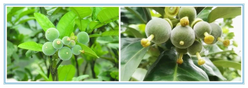 product-1-1 product-1-1