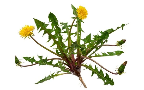 taraxacum mongolicum hand, -mazz taraxacum mongolicum hand, -mazz