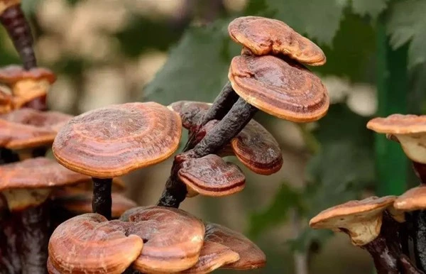 product-1-1 product-1-1