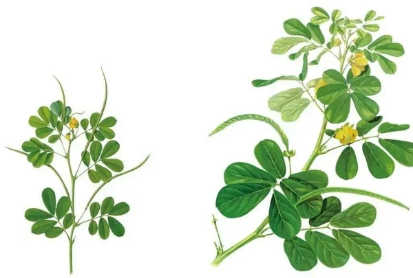 product-1-1 product-1-1