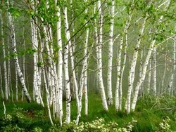 product-1-1 product-1-1