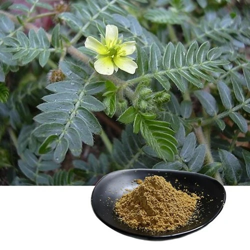 product-1-1 product-1-1