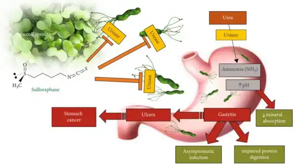 product-1-1 product-1-1
