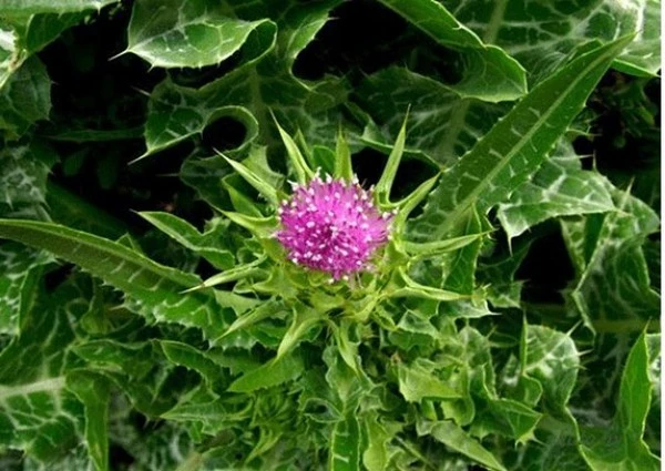 product-1-1 product-1-1