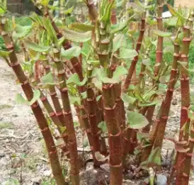 product-1-1 product-1-1