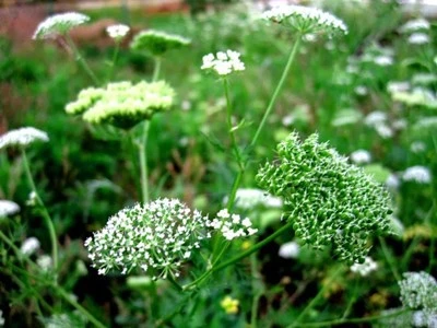 product-1-1 product-1-1