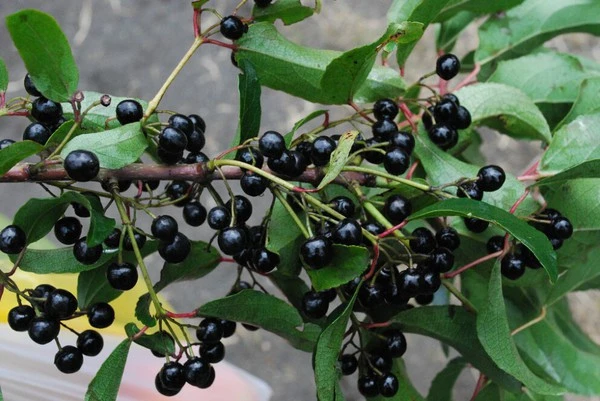 product-1-1 product-1-1