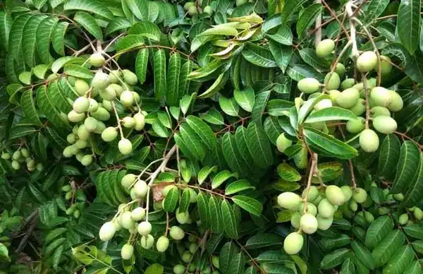 product-1-1 product-1-1