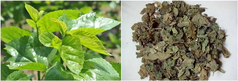 mulberry leaf mulberry leaf