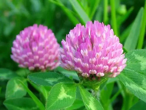 product-1-1 product-1-1