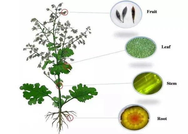 product-1-1 product-1-1