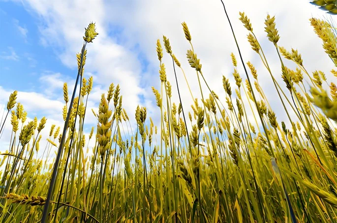 source of raw materials source of raw materials