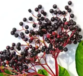 Sambucus williamsii Hance