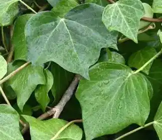 ivy leaf