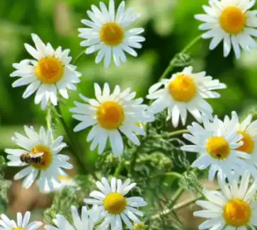 chamomile chamomile