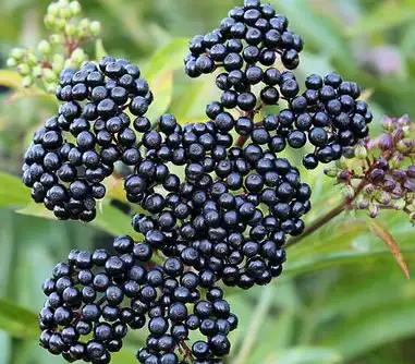 black elderberry black elderberry