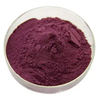 black elderberry extract powder