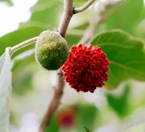 broussonetia papyrifera