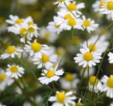 chamomile