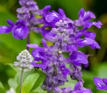 Clary Sage Clary Sage