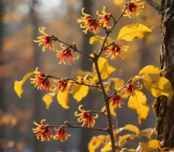 hamamelis virginiana