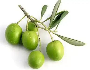 Olea Europaea L