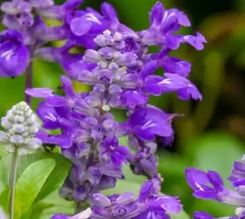 Salvia sclarea