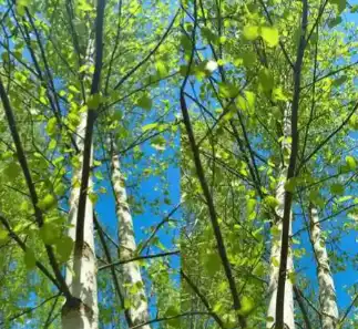 betula platyphylla suk.
