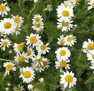 Matricaria chamomilla L Matricaria chamomilla L
