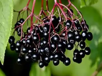 elderberry