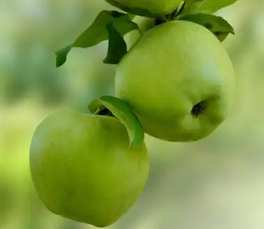 apple apple