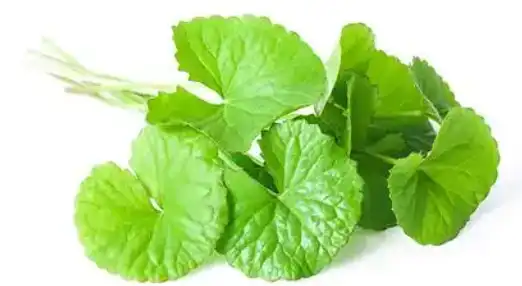 centella asiatica