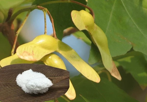 acer truncatum extract acer truncatum extract