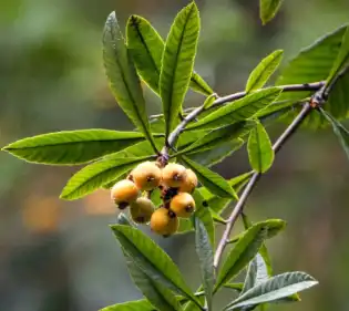 loquat