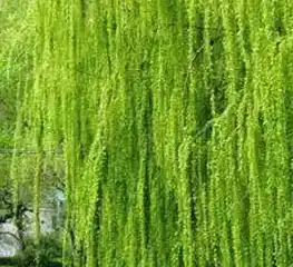 Salix alba L. Salix alba L.