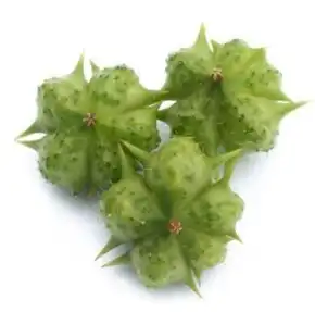 tribulus terrestris tribulus terrestris