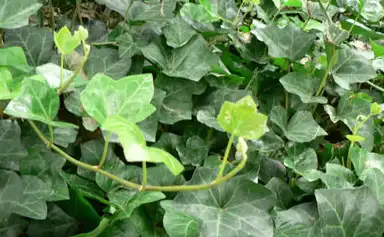 ivy leaf
