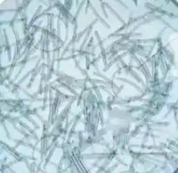 sponge microneedles