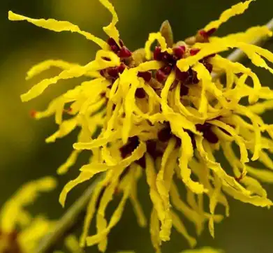 hamamelis virginiana hamamelis virginiana