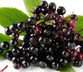 black elderberry black elderberry