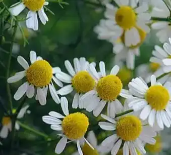 Matricaria chamomilla L