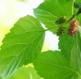 mulberry leaf