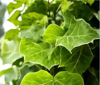 ivy leaf ivy leaf