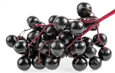 black elderberry