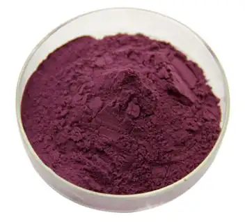 black elderberry extract powder