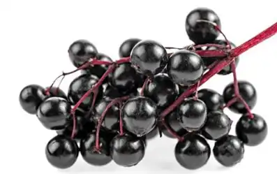 black elderberry black elderberry