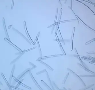 sponge spicule