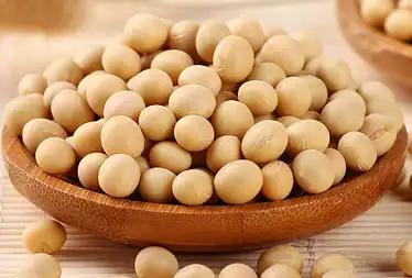 soybean